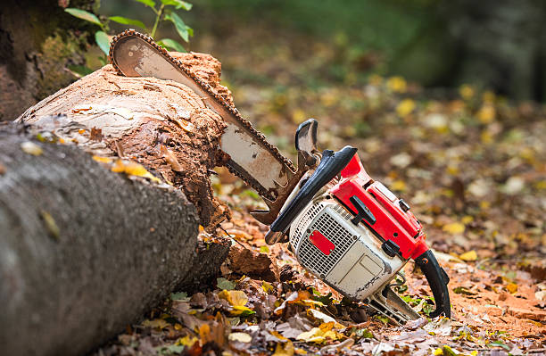 When Was The Gas Powered Chainsaw Invented [Some COOL Facts]